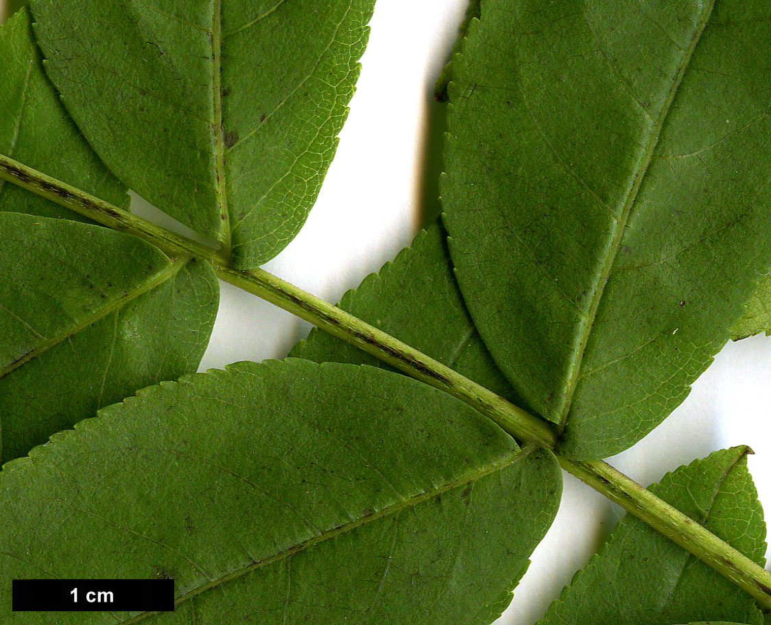 High resolution image: Family: Juglandaceae - Genus: Pterocarya - Taxon: fraxinifolia - SpeciesSub: var. dumosa